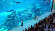 Аквариум молла в Дубае
