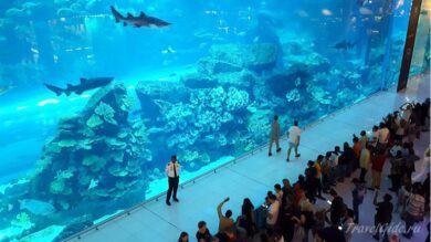 Аквариум молла в Дубае