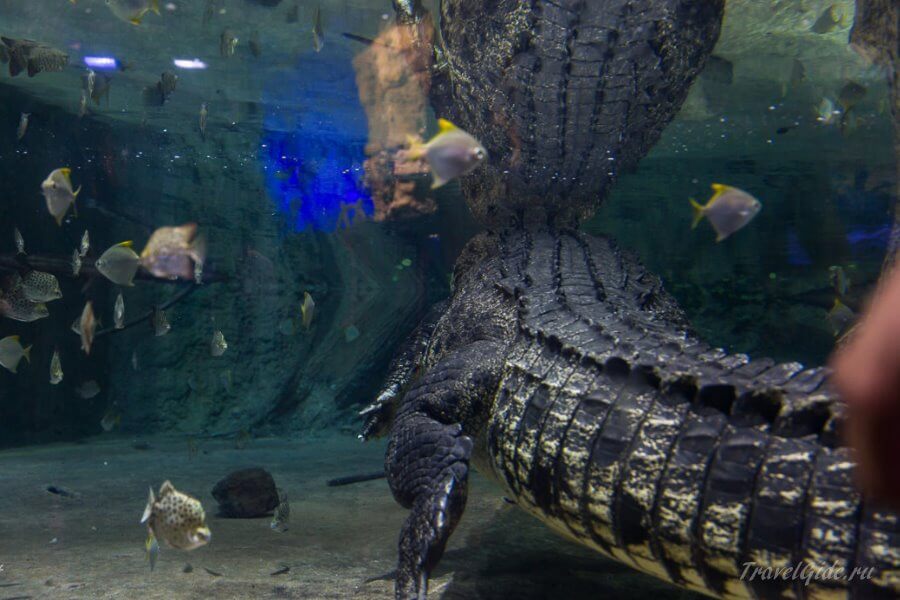 крокодил в зоопарке