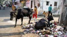 коровы в куче мусора