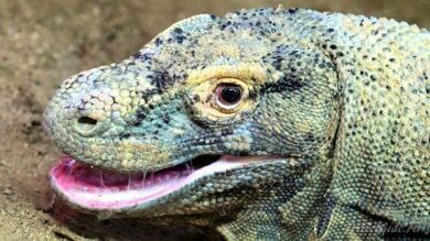 Дракон с острова Комодо © Travelgide.ru