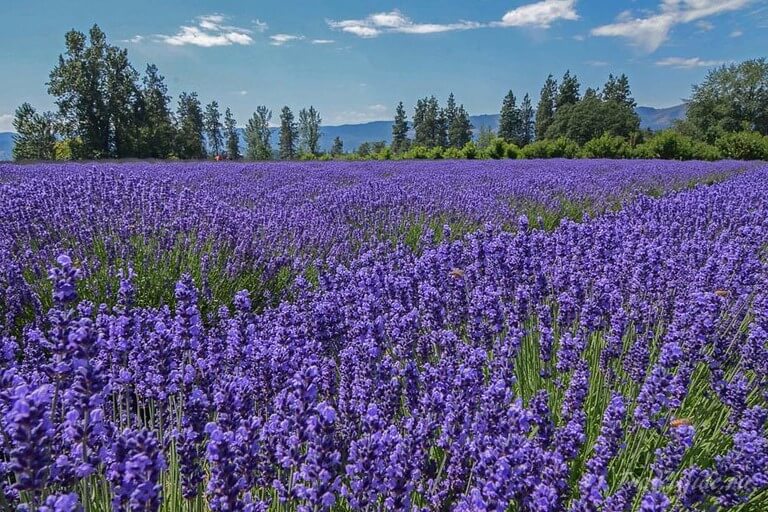 Лавандовое поле в Худ-Ривер в штате Орегон © Travelgide.ru