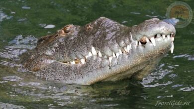 крокодил