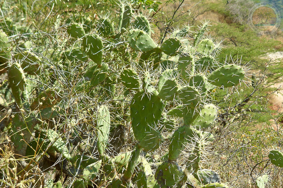 Columbia cactus