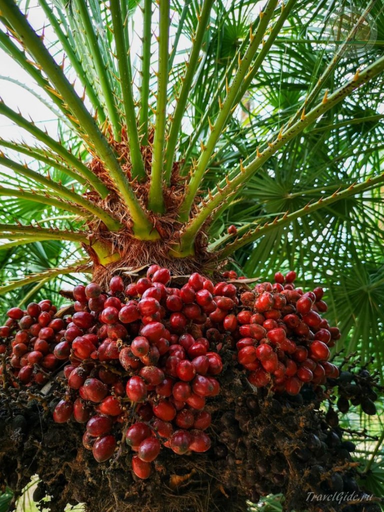Плоды на пальме в парке эль пальмераль