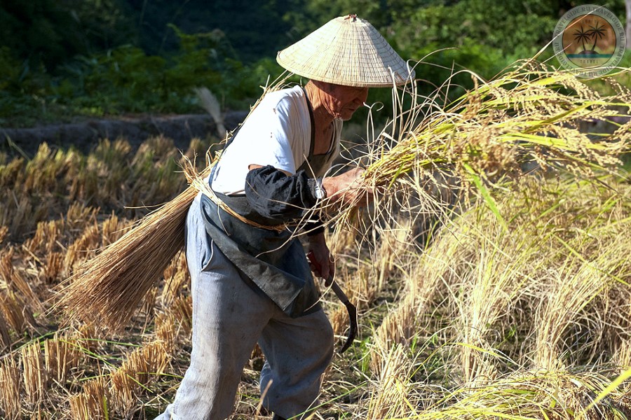 Старый фермер собирает рис традиционным способом в Ниигате Япония.