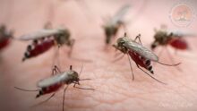 Малярийные комары во Вьетнаме