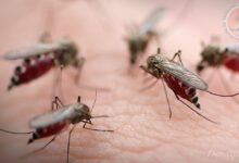 Malaria mosquitoes in Vietnam
