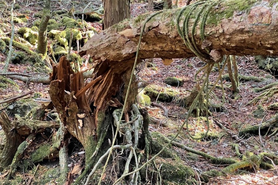 Сломанное дерево с верёвкой в лесу Аокигахара