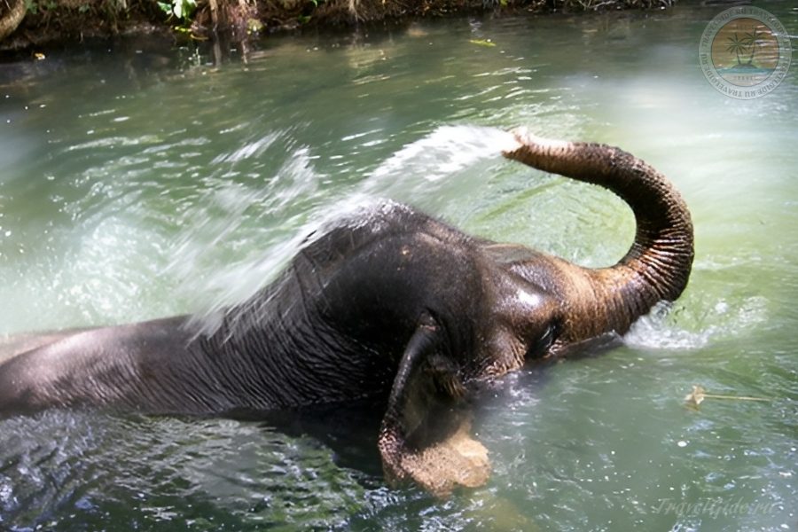 Elephant bathes