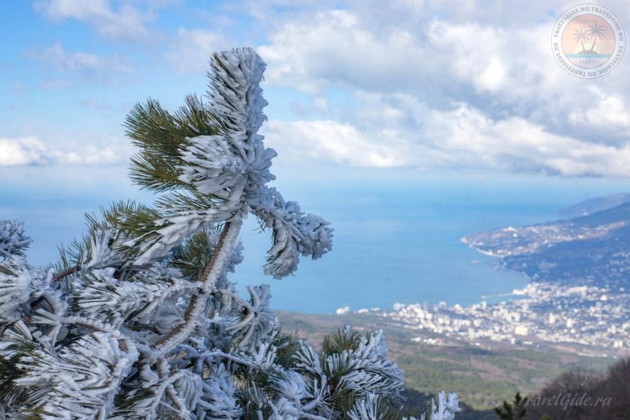 Snow on spruce against the backdrop of the bay and the city