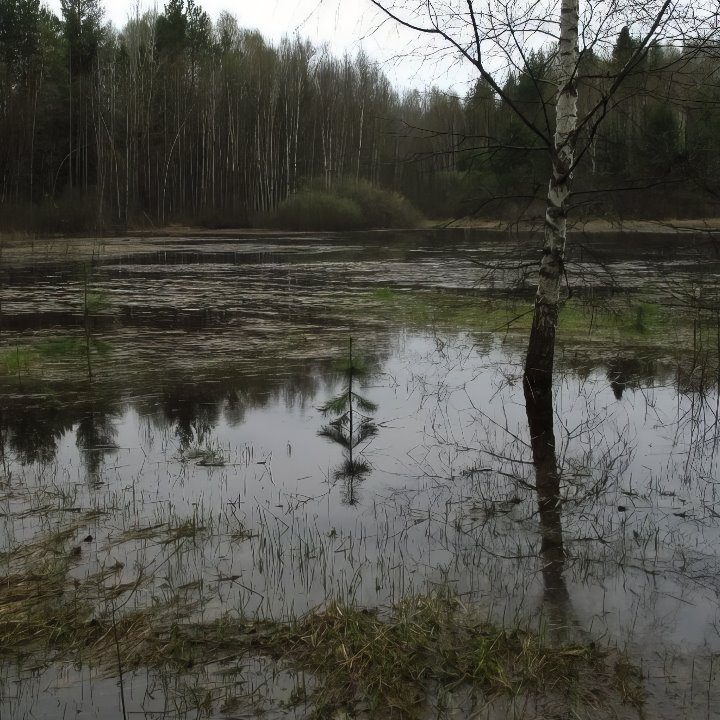  Чёрное болото у села Драчёво
