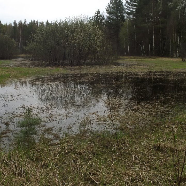  Таинственные болота