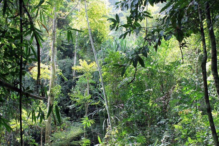 Реальная фотка: Нацпарк Кхао Пхра Тхаео 2 Нацпарк Кхао Пхра Тхаео 2