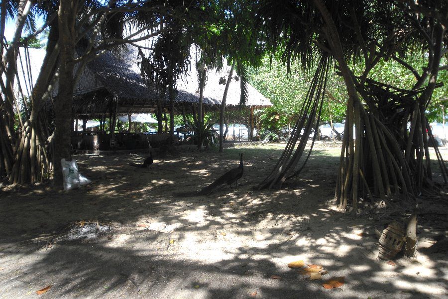 Реальная фотка: Павлины на Ko Rang Yai Павлины на Ko Rang Yai