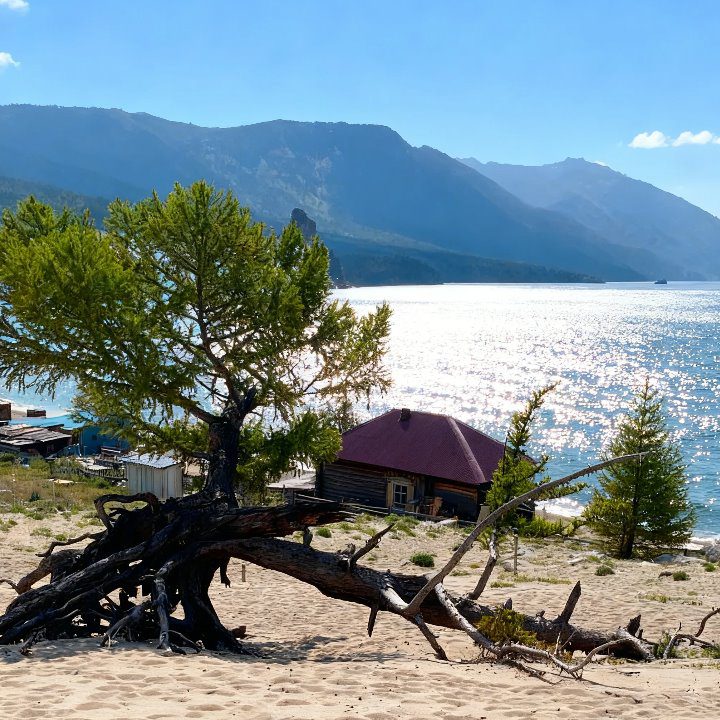Реальная фотка: Сосна в Бухте Песчаная на Байкале Сосна в Бухте Песчаная на Байкале