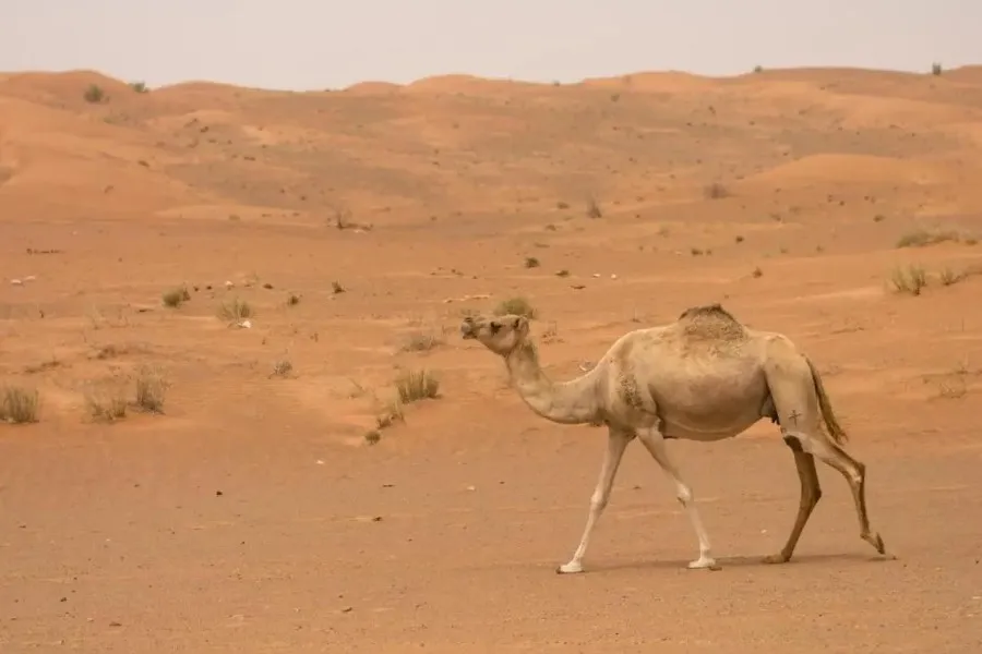 Фото: Окружение отеле Al Faya Retreat Окружение отеле Al Faya Retreat